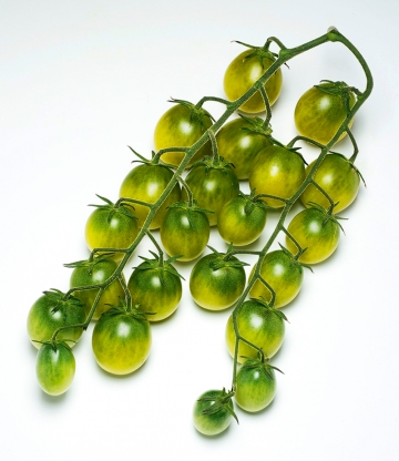 Cocktail-Tomate 'Sungreen' F1