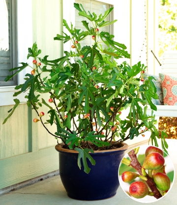 Mini Feigenbaum 'Little Miss Figgy'