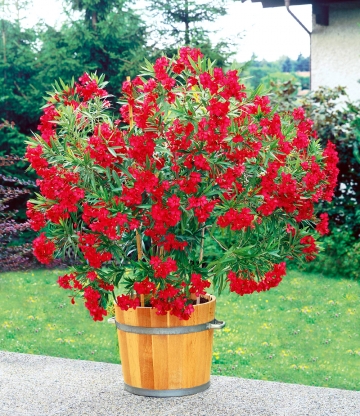 Oleander 'Classico Rot'