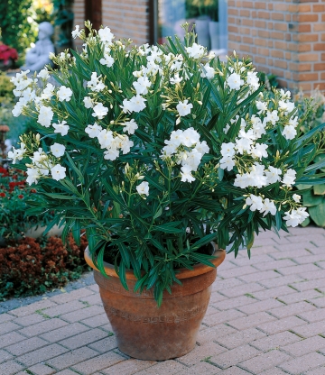 Oleander 'Classico Weiß'