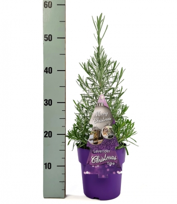 Weihnachtsbaum 'Lavendel'